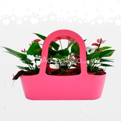 Jardinera Encantos De Anturios Arreglos Florales A Domicilio En Pereira