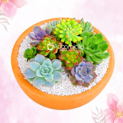 Suculentario Para El Día De La Madre A Domicilio En Bogotá Pedido Con Un Día De Anticipación 