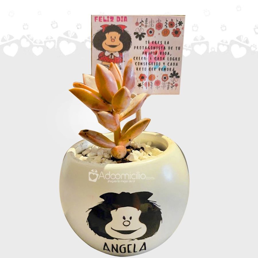 Suculenta De Regalo Para El Día De La Mujer A Domicilio En Bogotá Pedido Con Un Día De Anticipación 